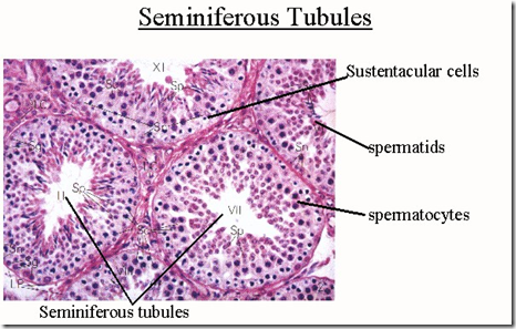 Male reproductive system (X) | Medatrio